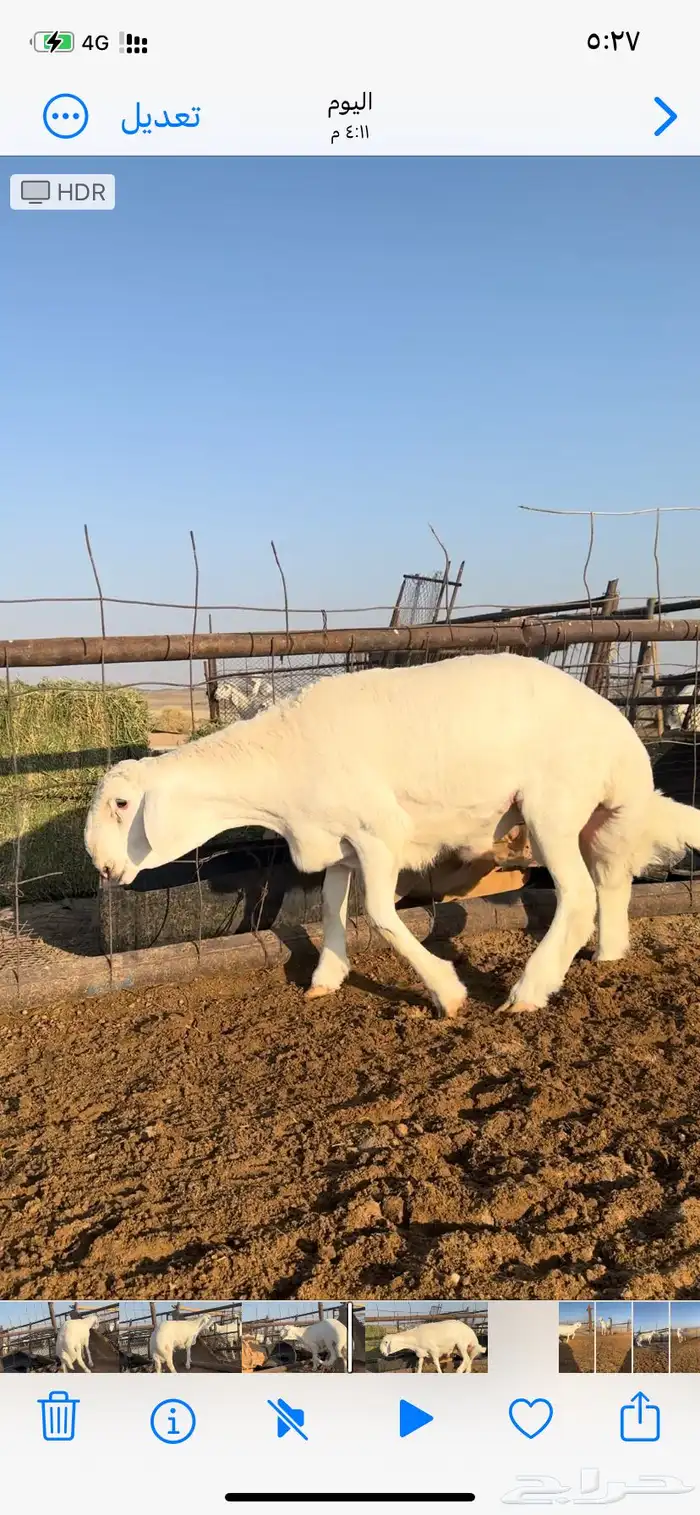 خروف فحل صنف 0