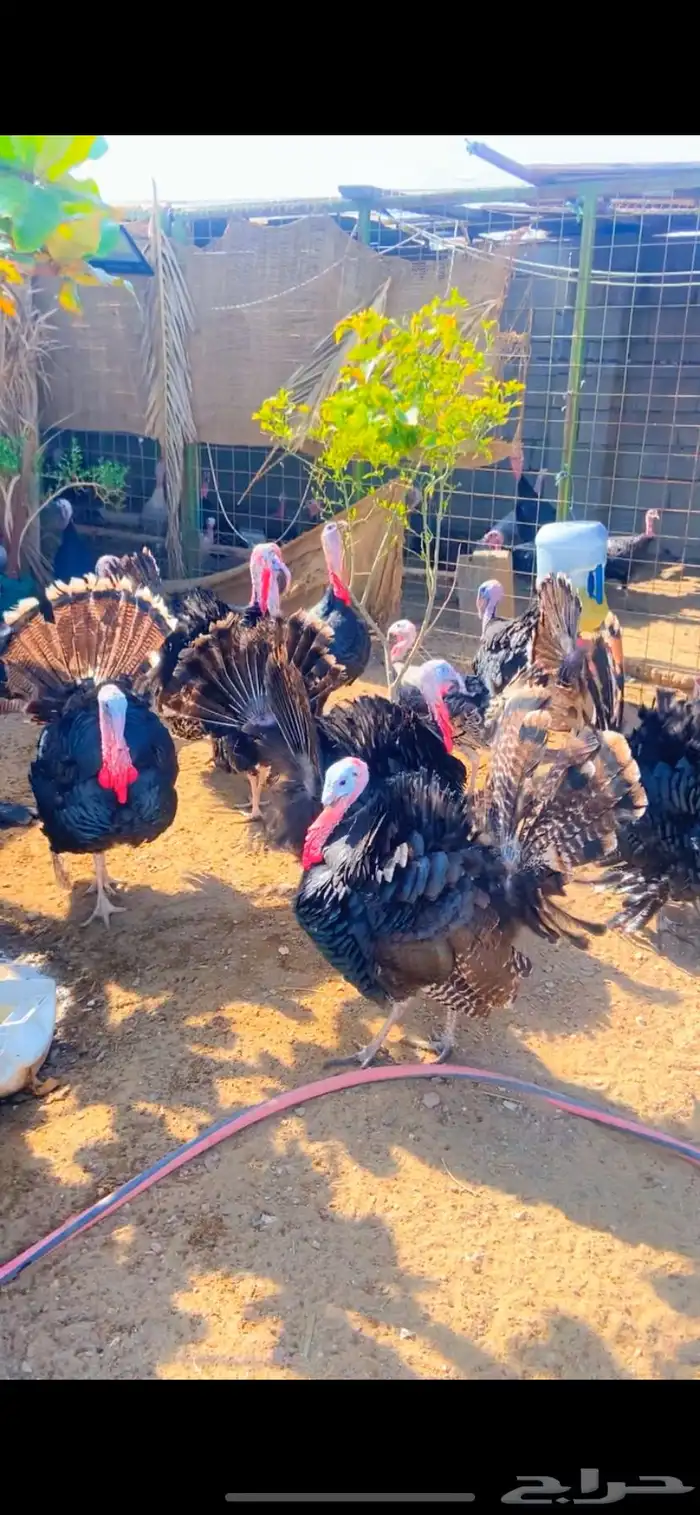 بيض رومي مخصب الوان فاخرة 0