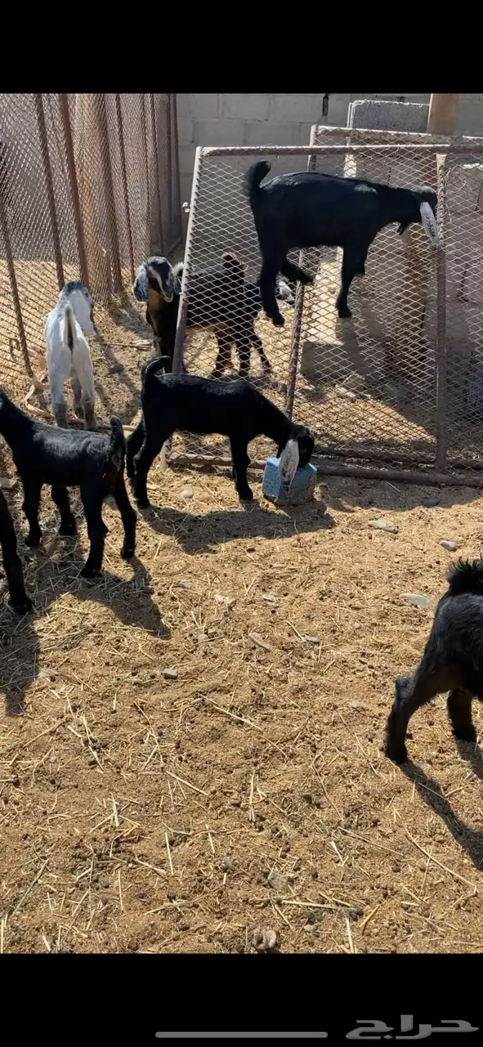 معزاء واليد 4