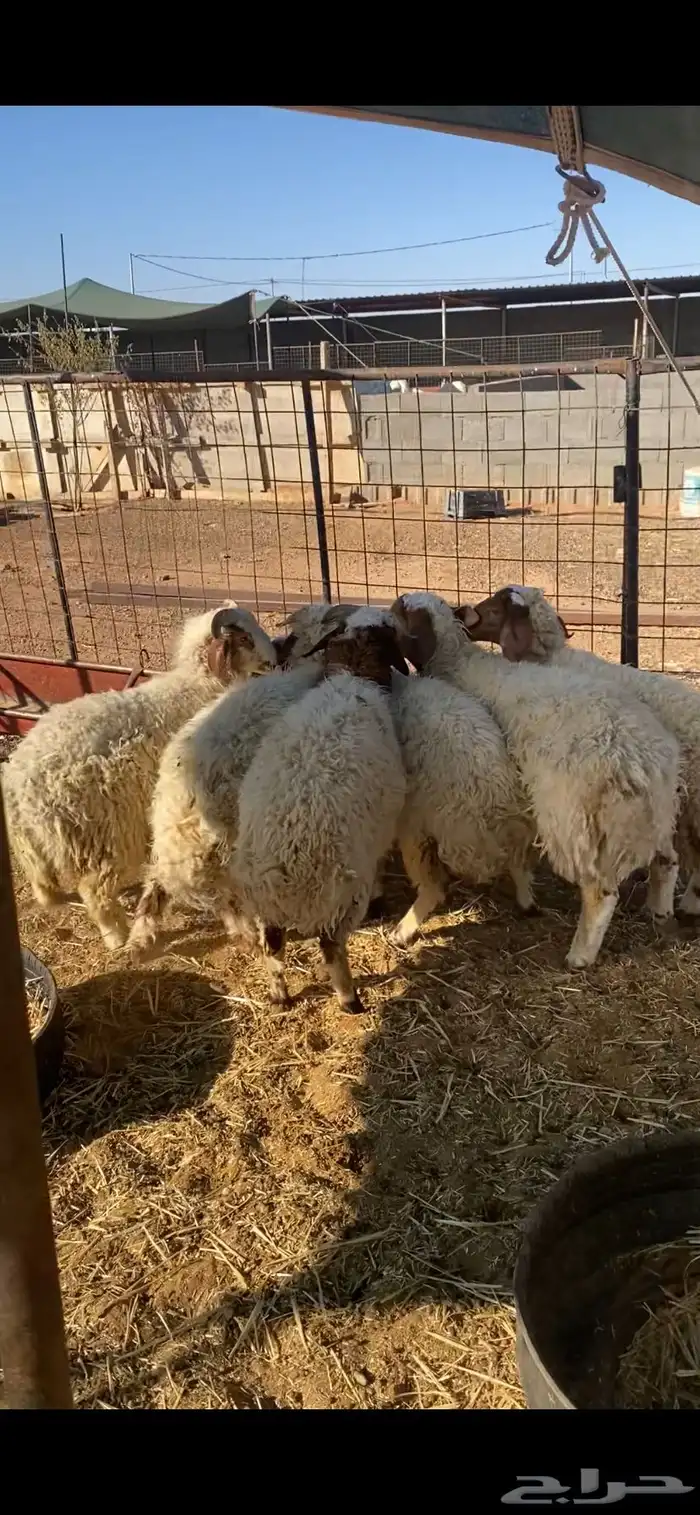 ذبايح للبيع 0