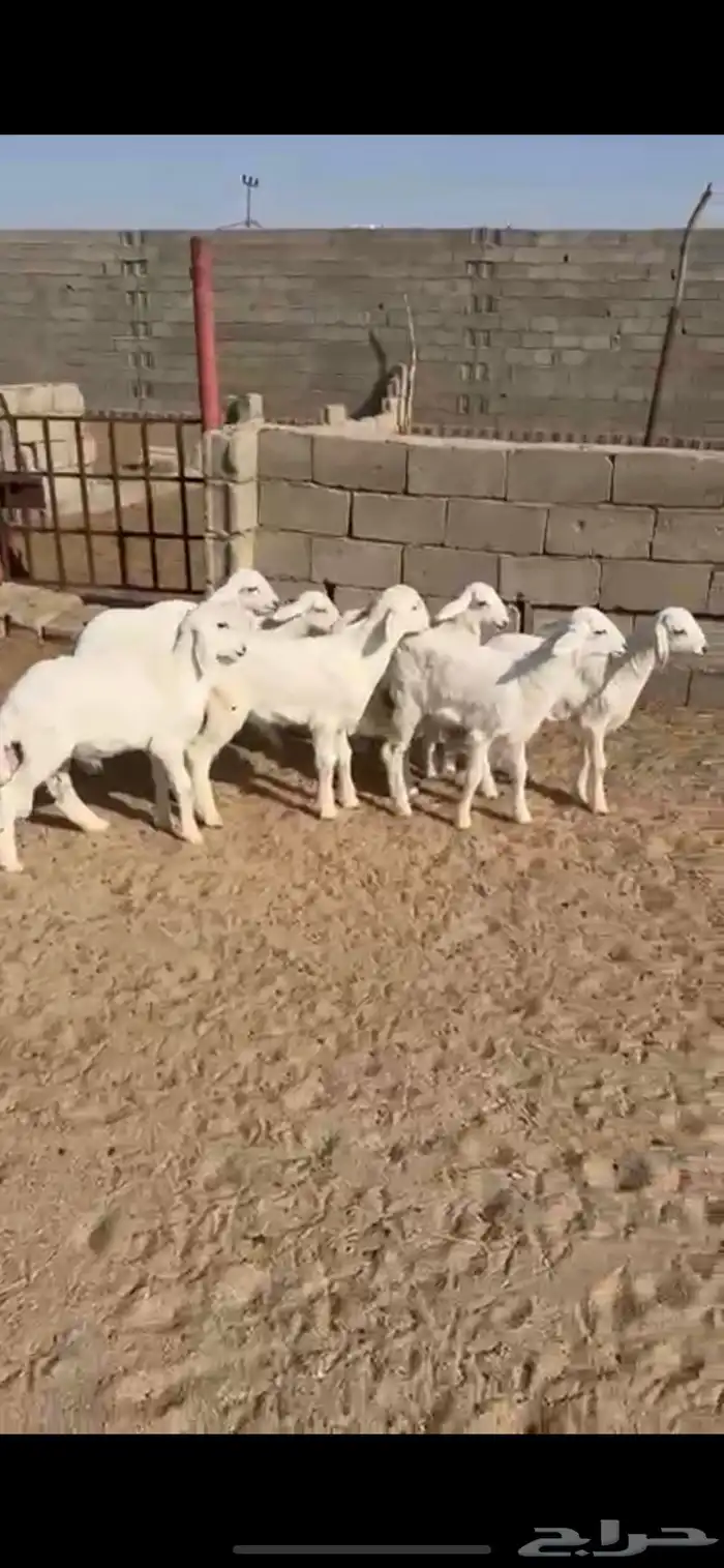 بهم حري نظيف ربو و اطراف كفو و الشعره كفو 1