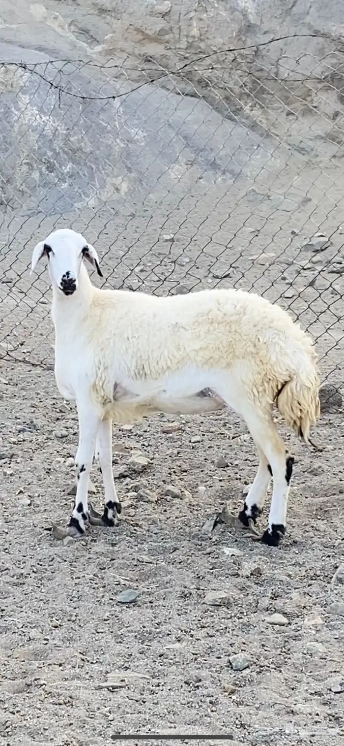 رخل جذعه جبره وشحم فل مشالله 0