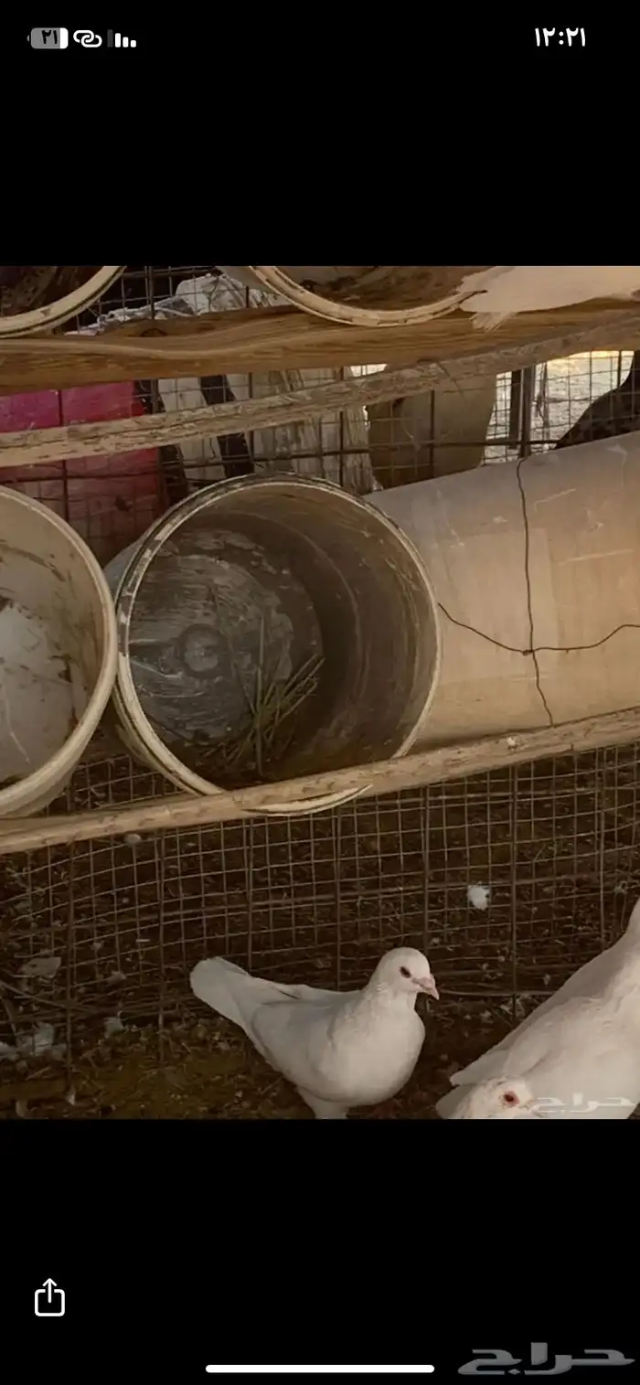 البيع حمام فرنسي سوبر جانبو 2