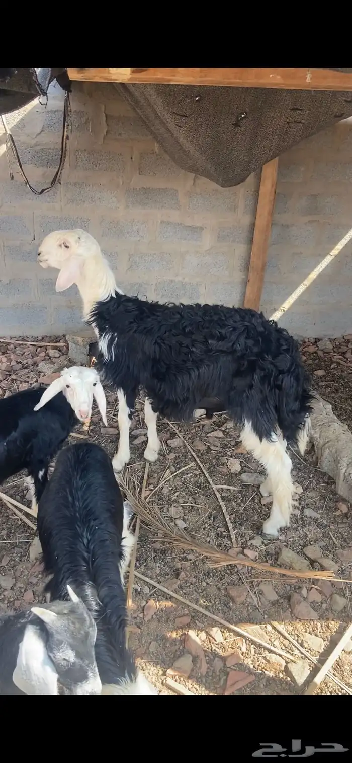 خروف نجدي فحل مشروط جذع 0