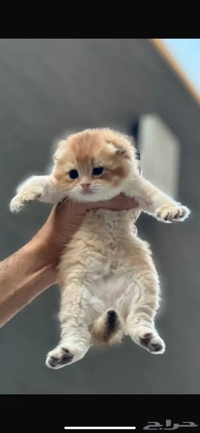 سكوتش تربل فولد قولد للتزاوج 1