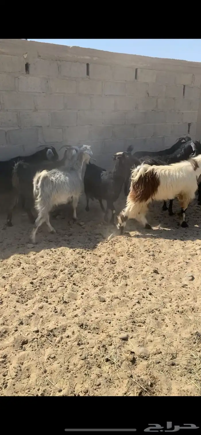 معزاء واليد 2