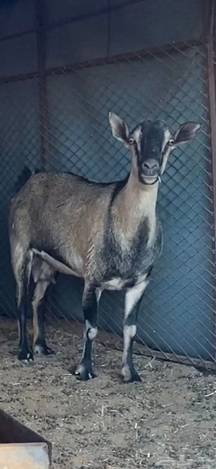 عنز جنوبيه حايل 1