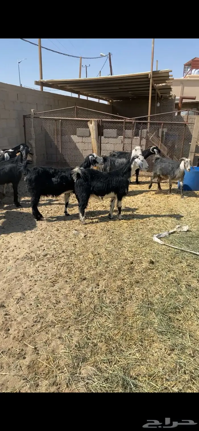 معزاء واليد 0