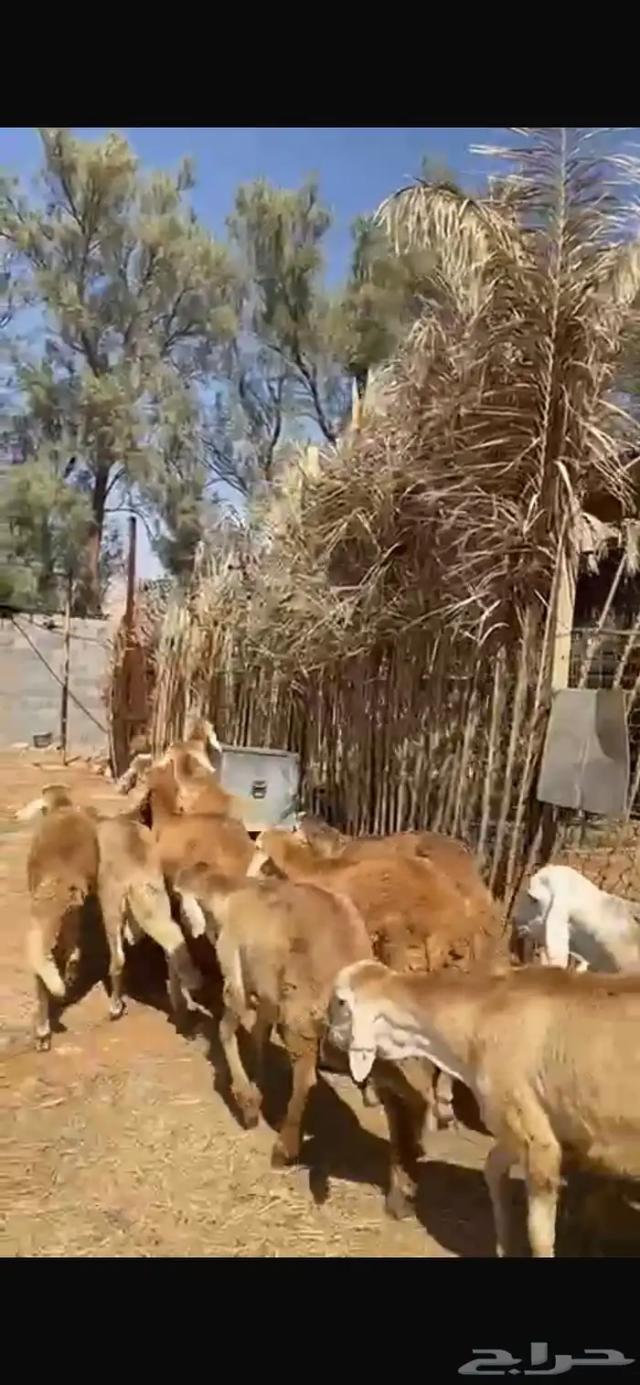 11 خروف ساكني للبيع جملة وتفريد 0