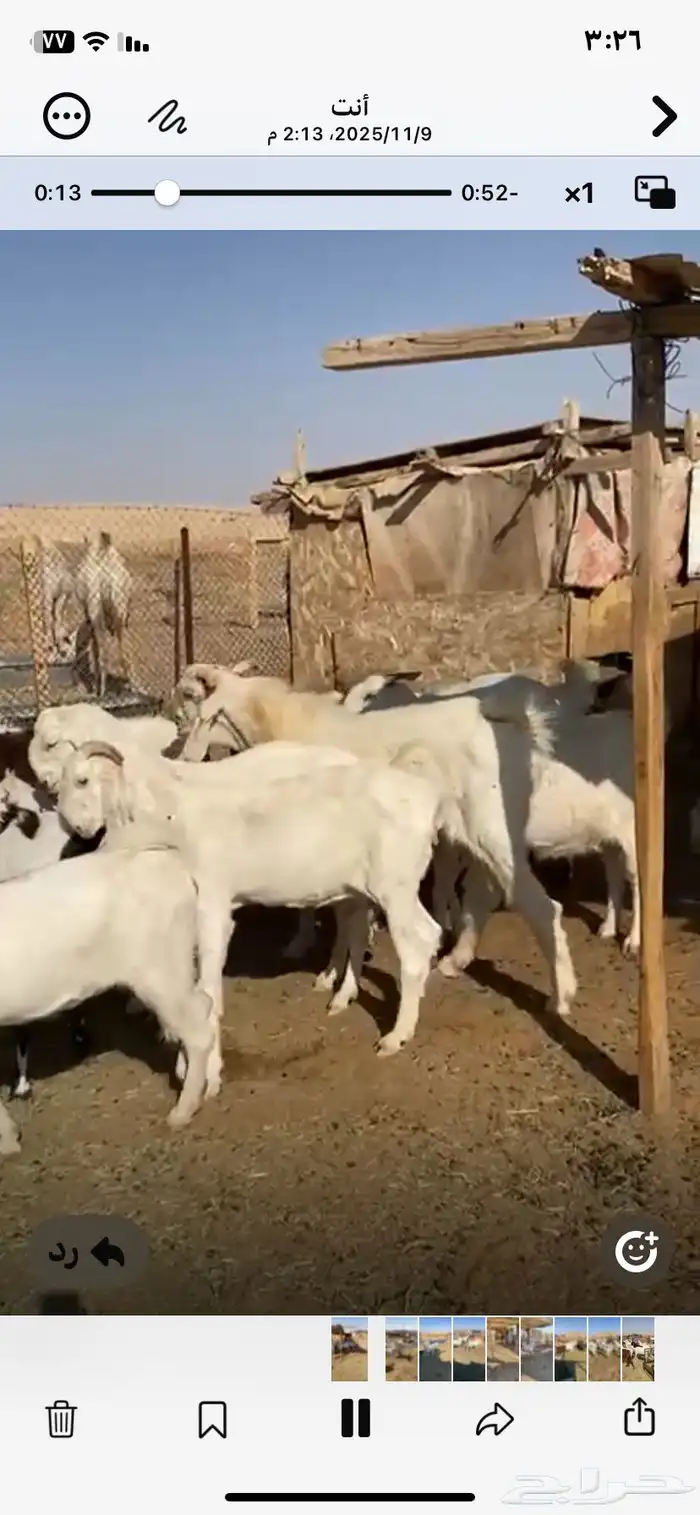 معزا مشاريك طيبه حصيب وليد 3