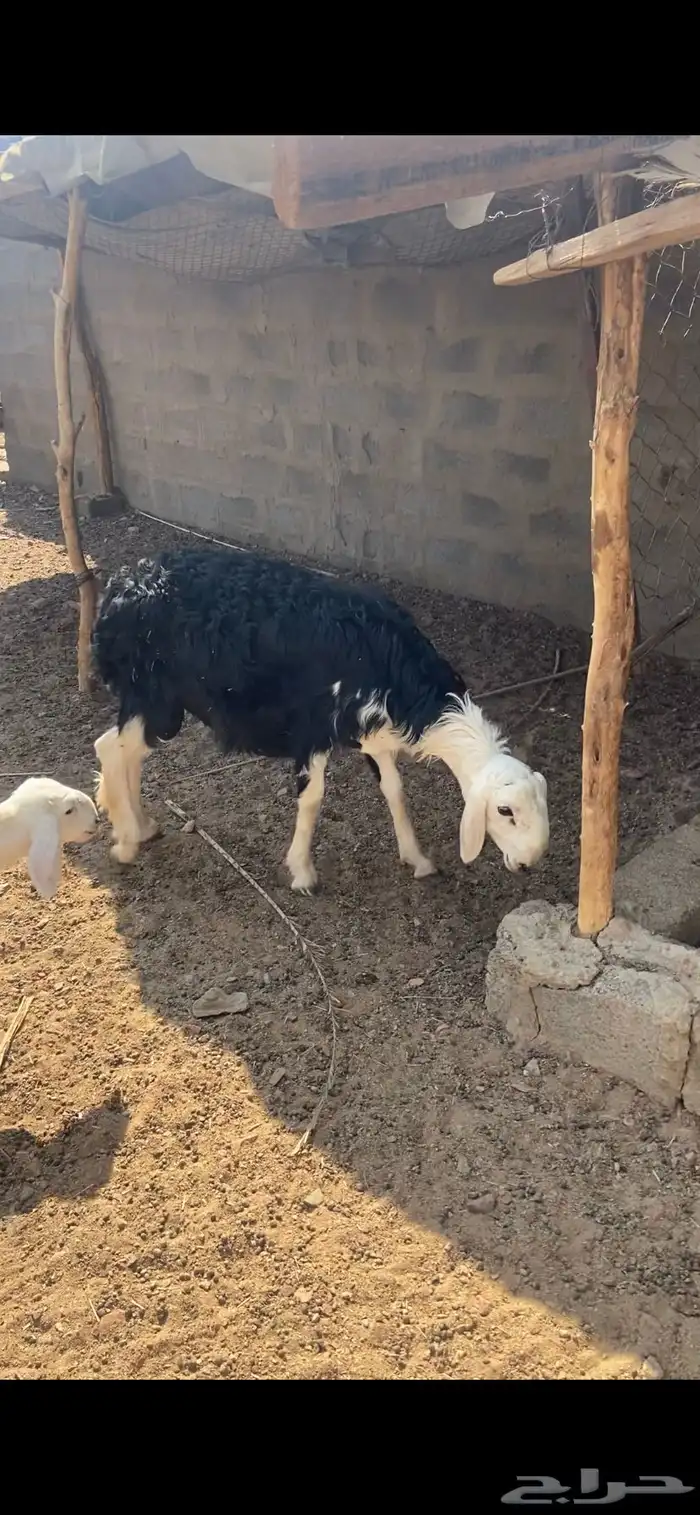 خروف نجدي فحل مشروط جذع 1