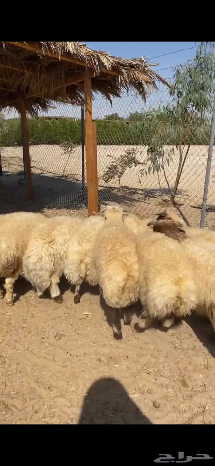 نعيم فاخر فاخر فاخر للمناسبات والثلاجات 0