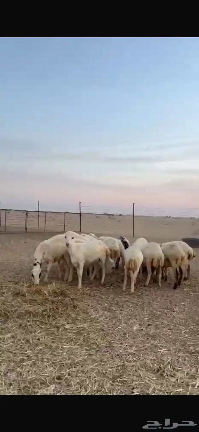 للبيع رفيد دفيع شرط وسليم من العذاريب 0