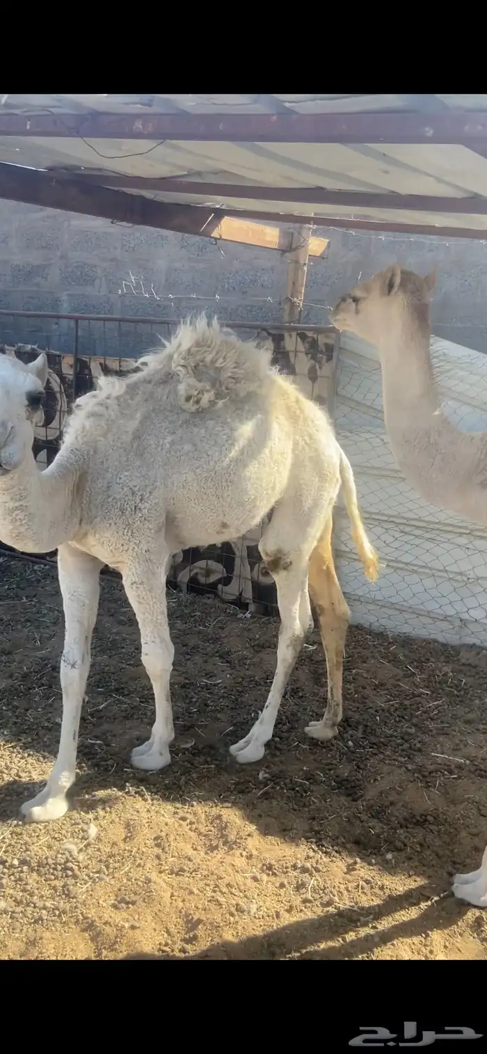 قعود وبكره للبيع 3