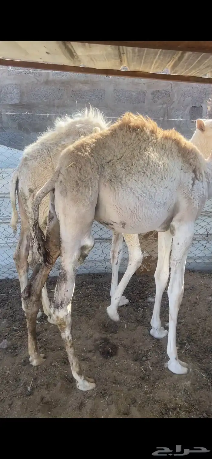 قعود وبكره للبيع 2