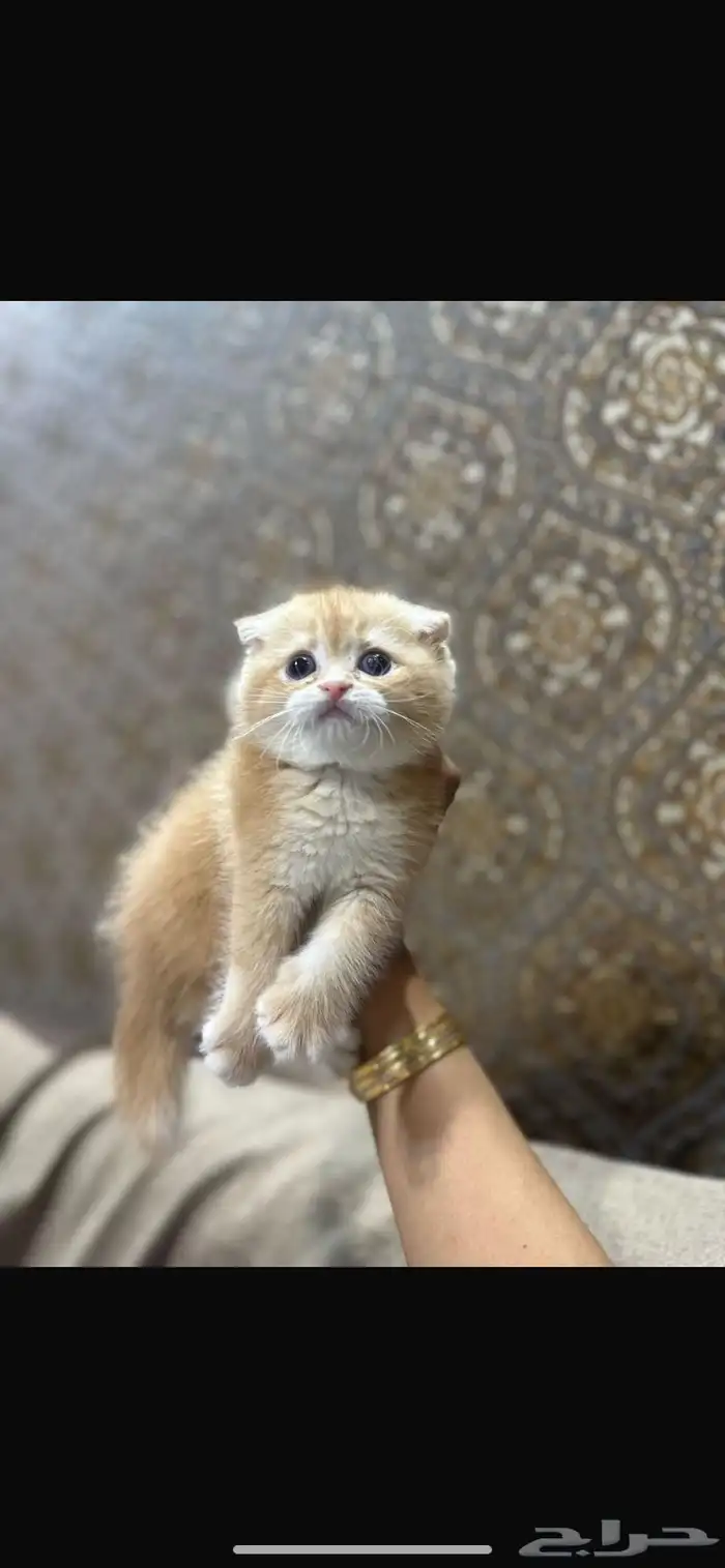 سكوتش تربل فولد قولد للتزاوج 3