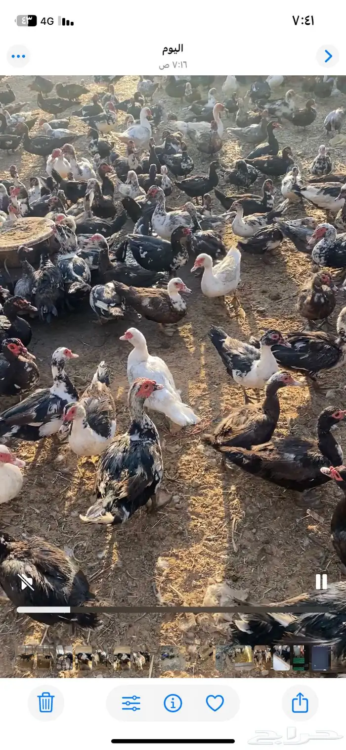 بط بح بياض الموقع بريدة العدد ممكن 500 جوز 0