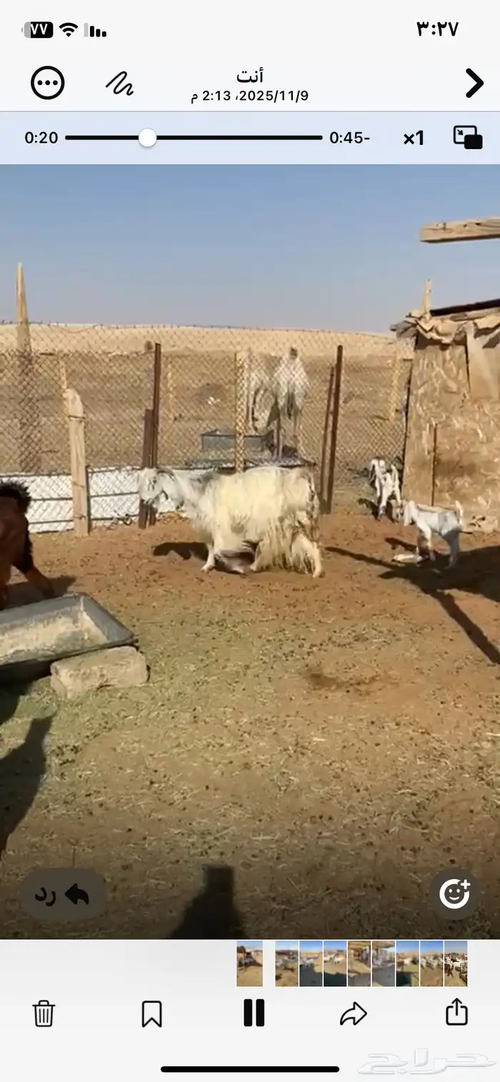 معزا مشاريك طيبه حصيب وليد 4