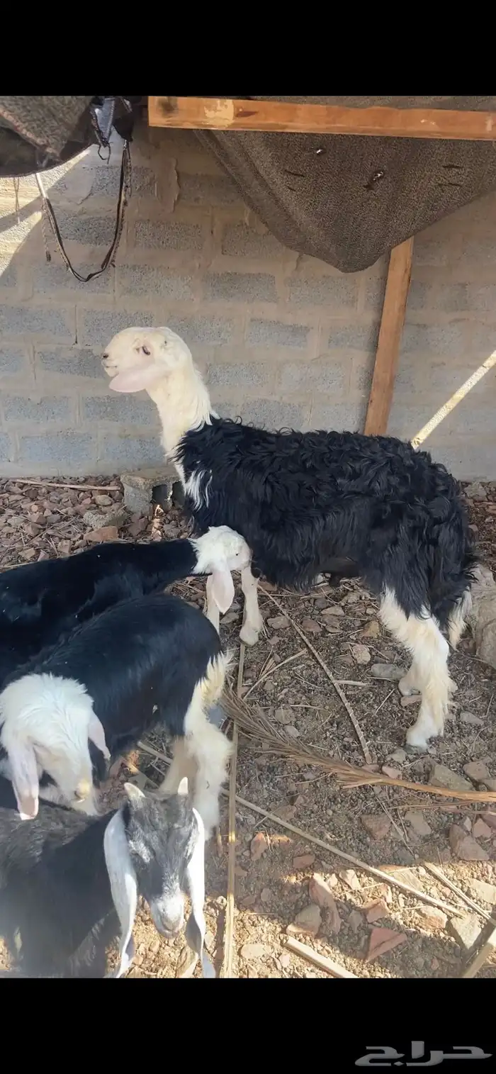 خروف نجدي فحل مشروط جذع 4