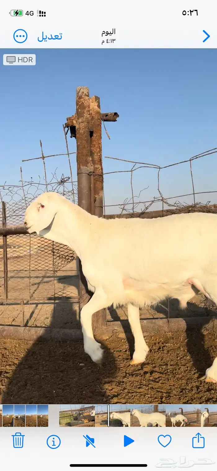 خروف فحل صنف 2