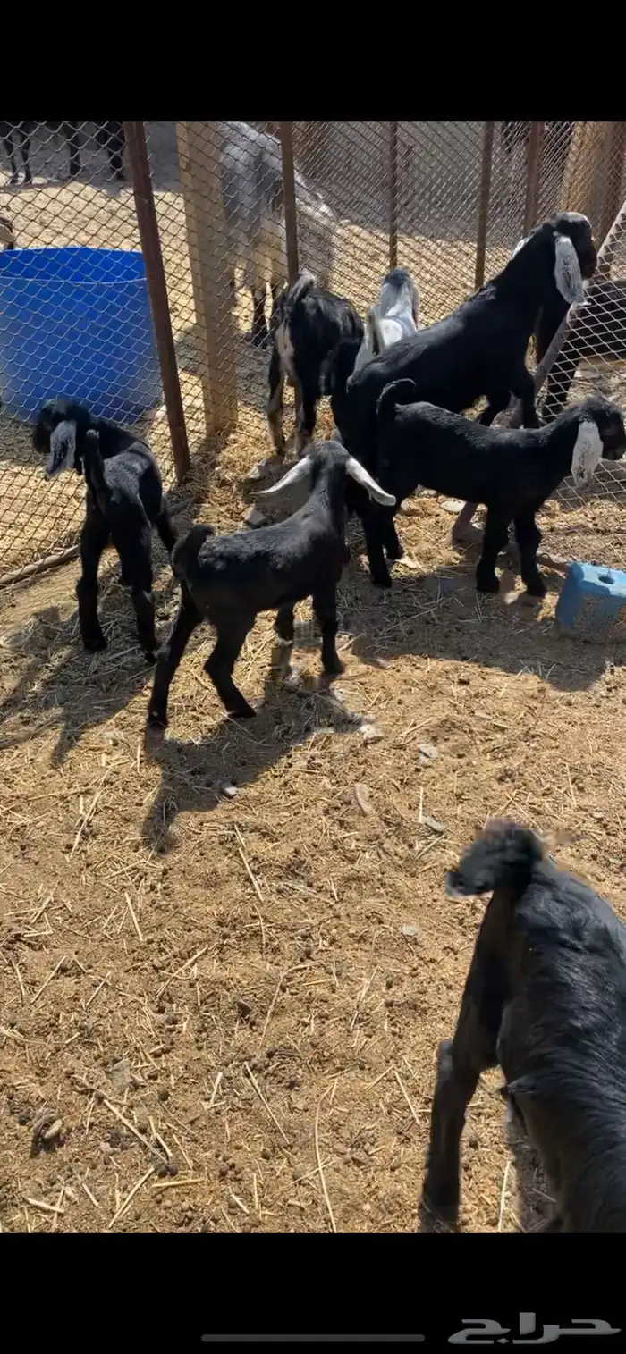 معزاء واليد 5