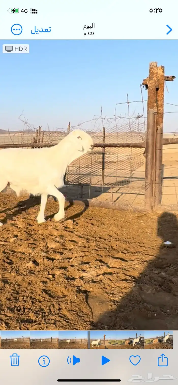 خروف فحل صنف 3