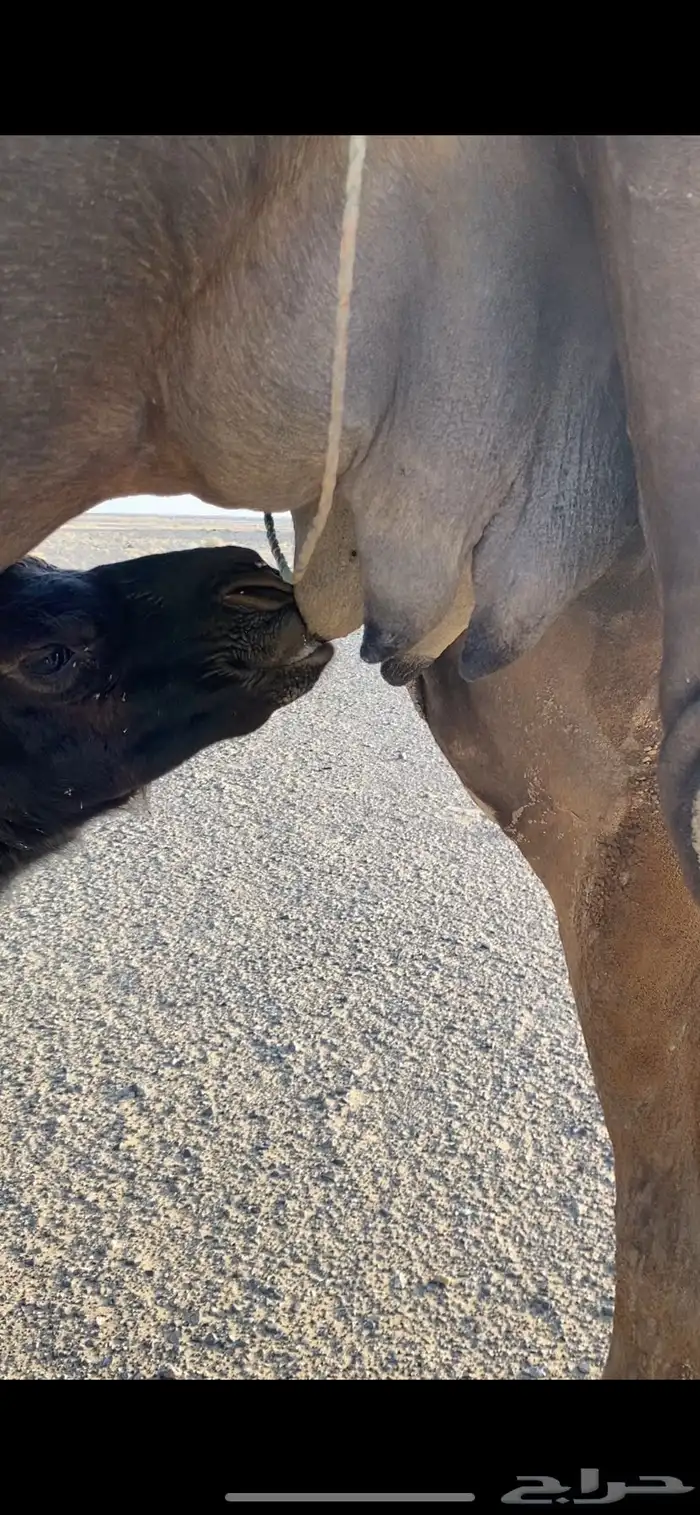 خلفه ثنيه كفو مشروطه تحتها قعود 0