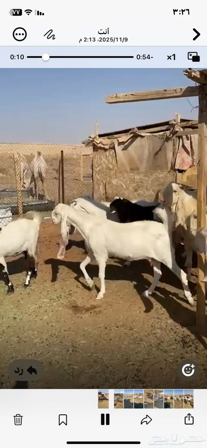 معزا مشاريك طيبه حصيب وليد 7