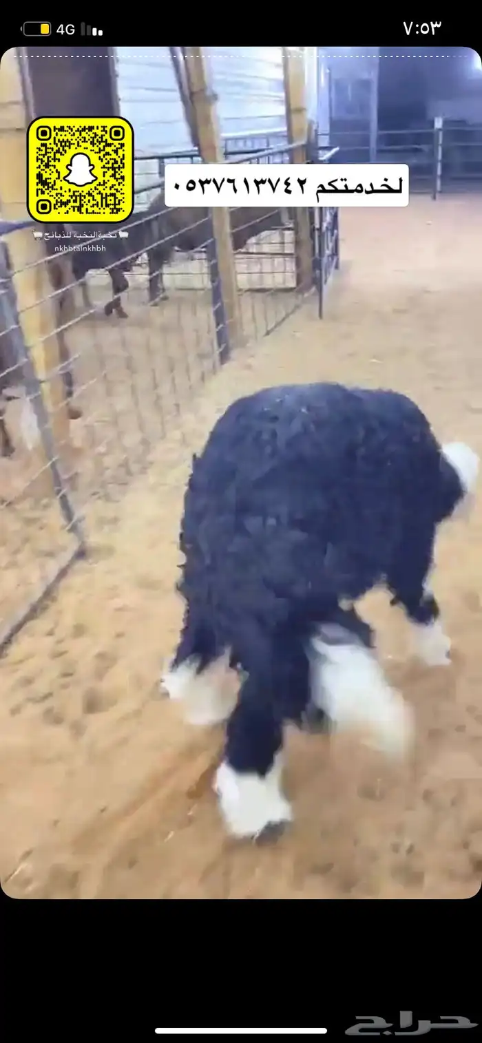 ذبائح نعيم نجد حري سواكني 1