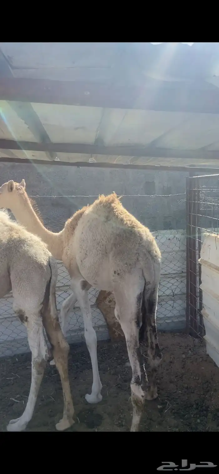 قعود وبكره للبيع 1