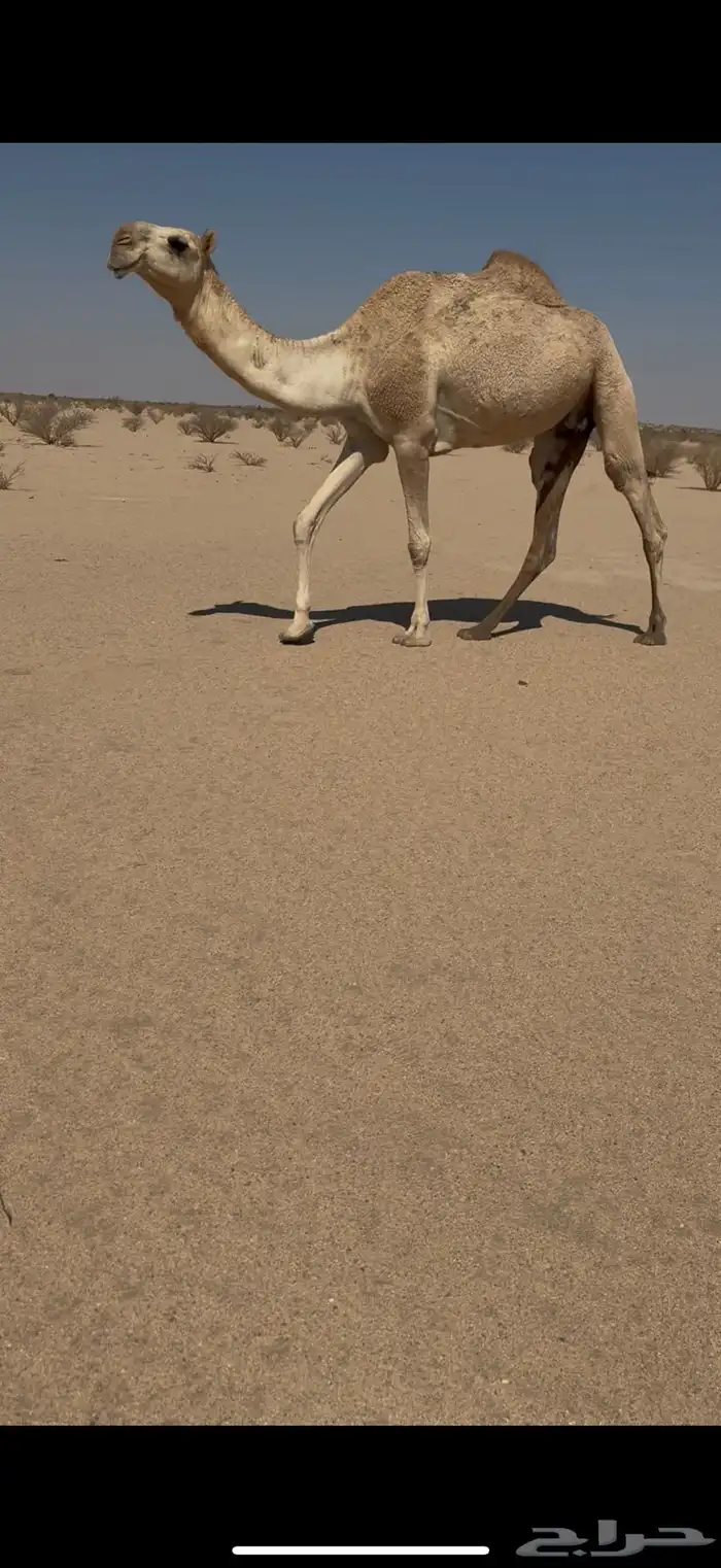 بكر عشرا تحتها بكره وضحا بكرها ناقه عظم كفو وطيبه 2