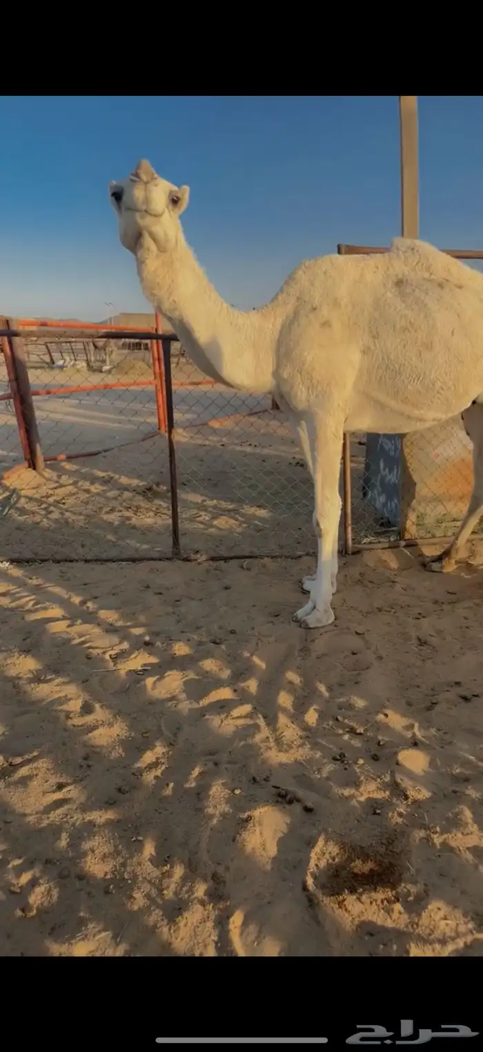 للبيع لقحه وضحاء 3