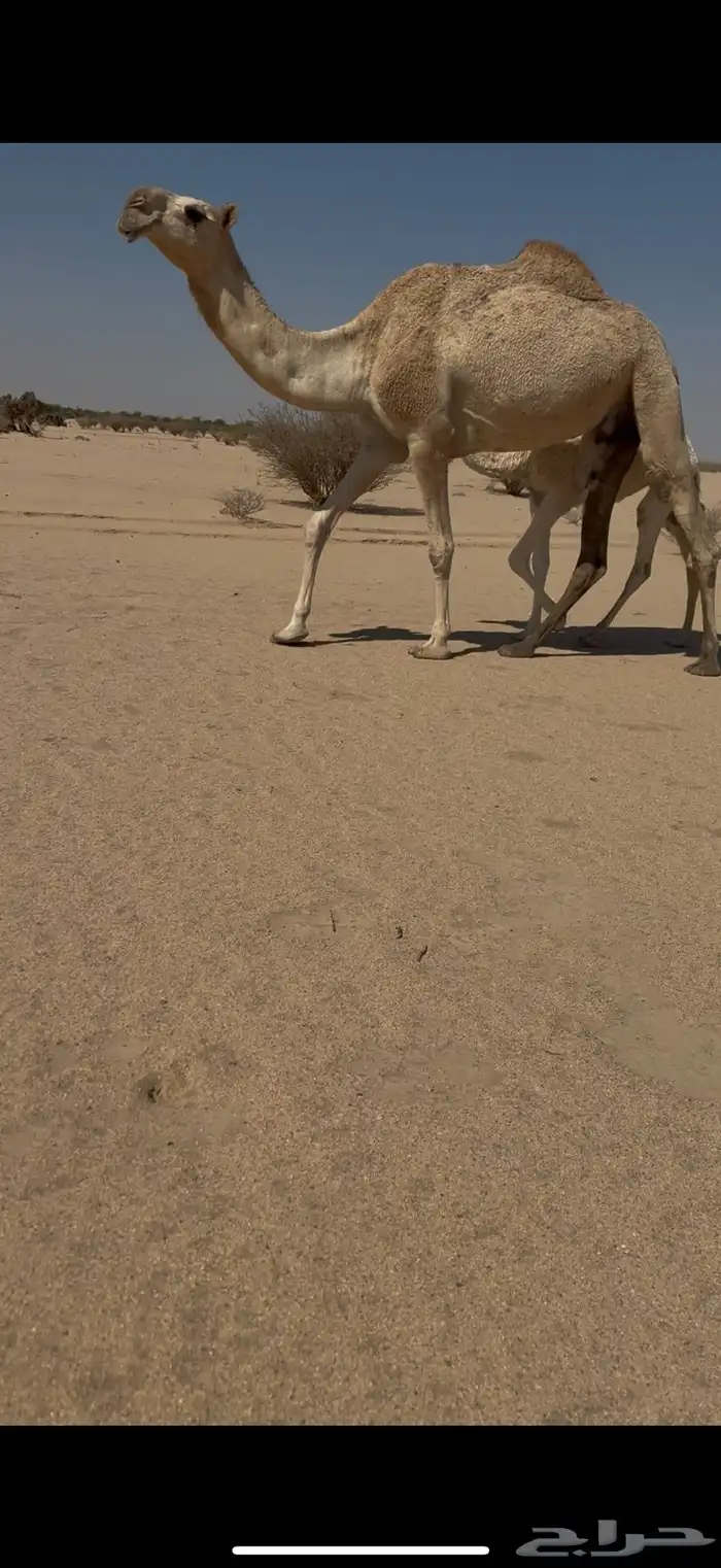 بكر عشرا تحتها بكره وضحا بكرها ناقه عظم كفو وطيبه 4