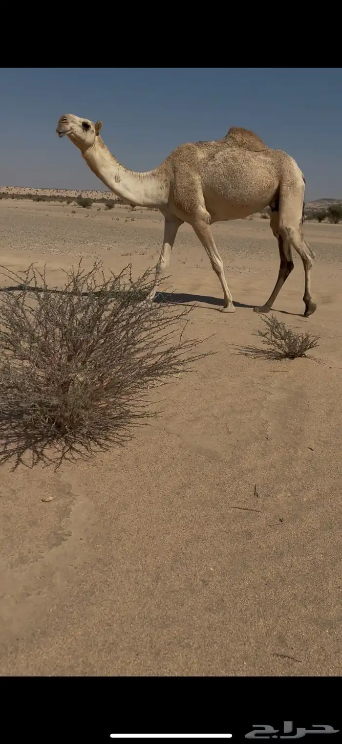 بكر عشرا تحتها بكره وضحا بكرها ناقه عظم كفو وطيبه 5