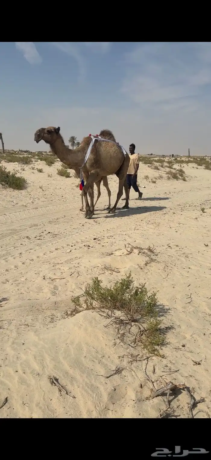 خلفة طيبه هداوة وحليب 0