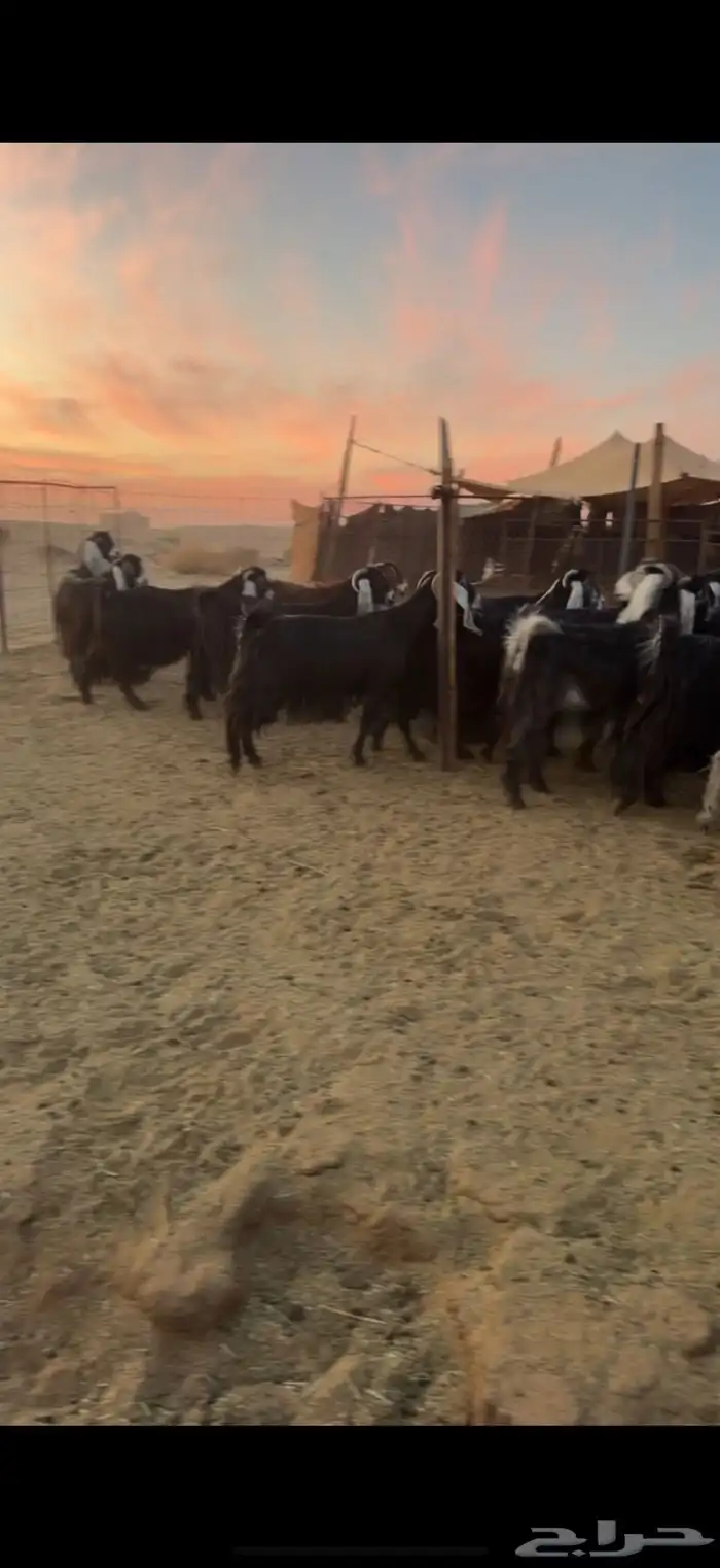 للبيع معزا عوارض 3