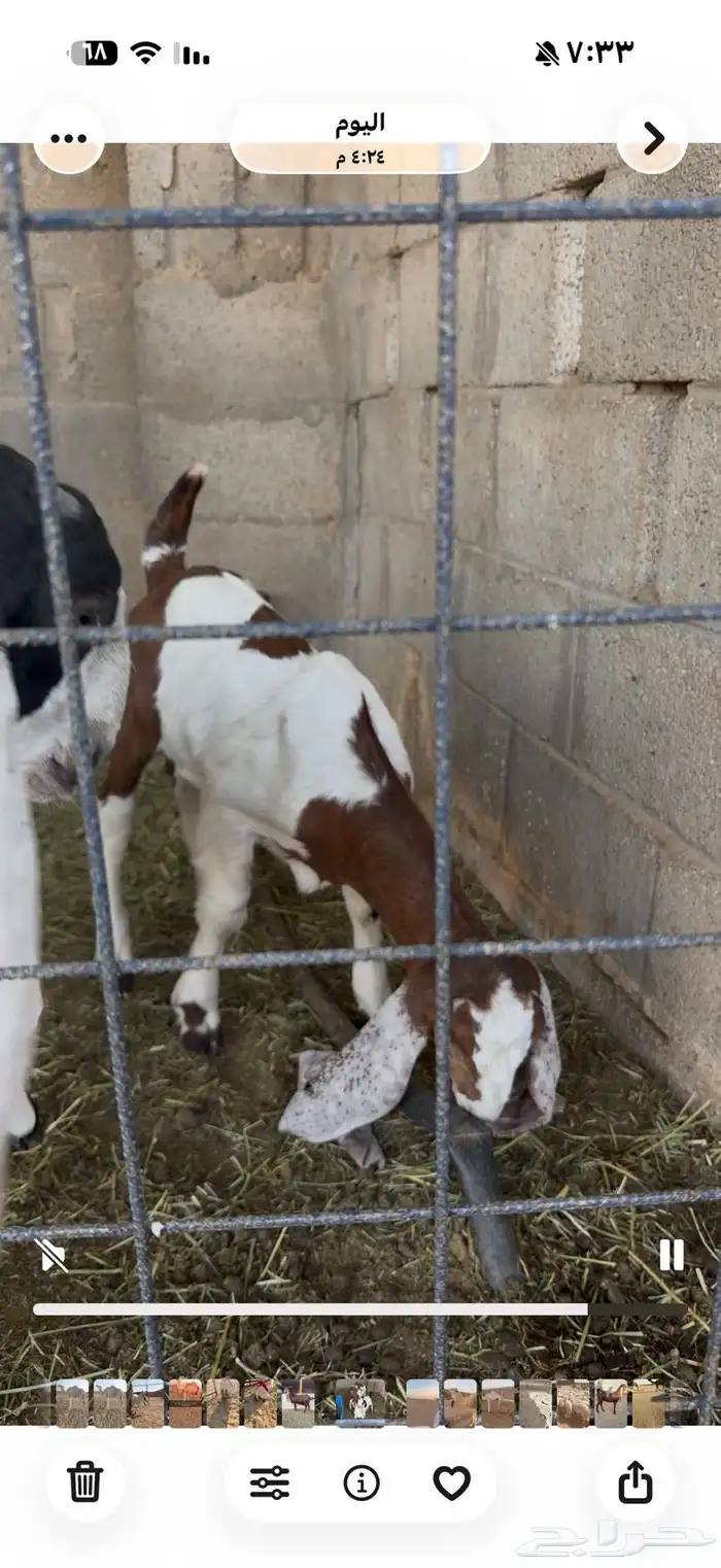 دواغير تيوس مطورات 2