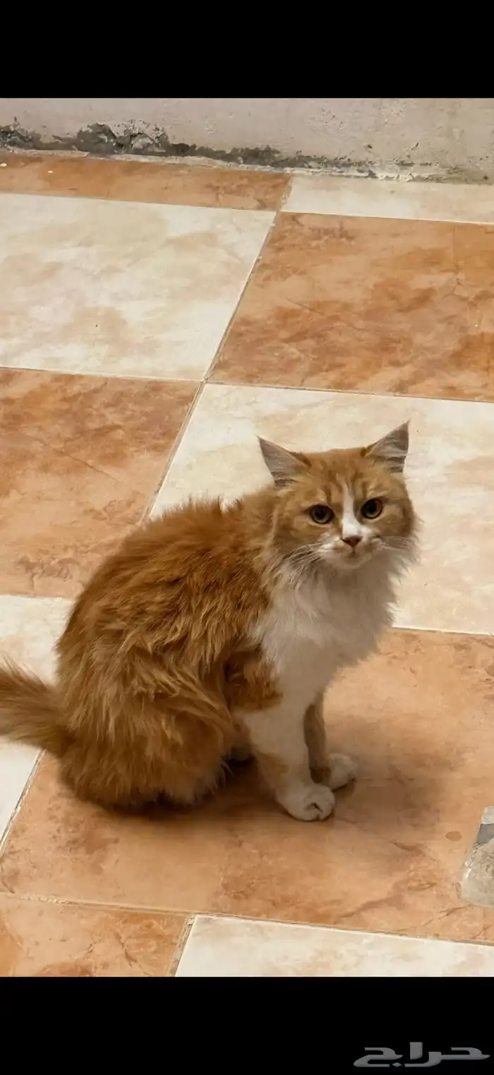 قطه ضايعه( مو للبيع ) 1