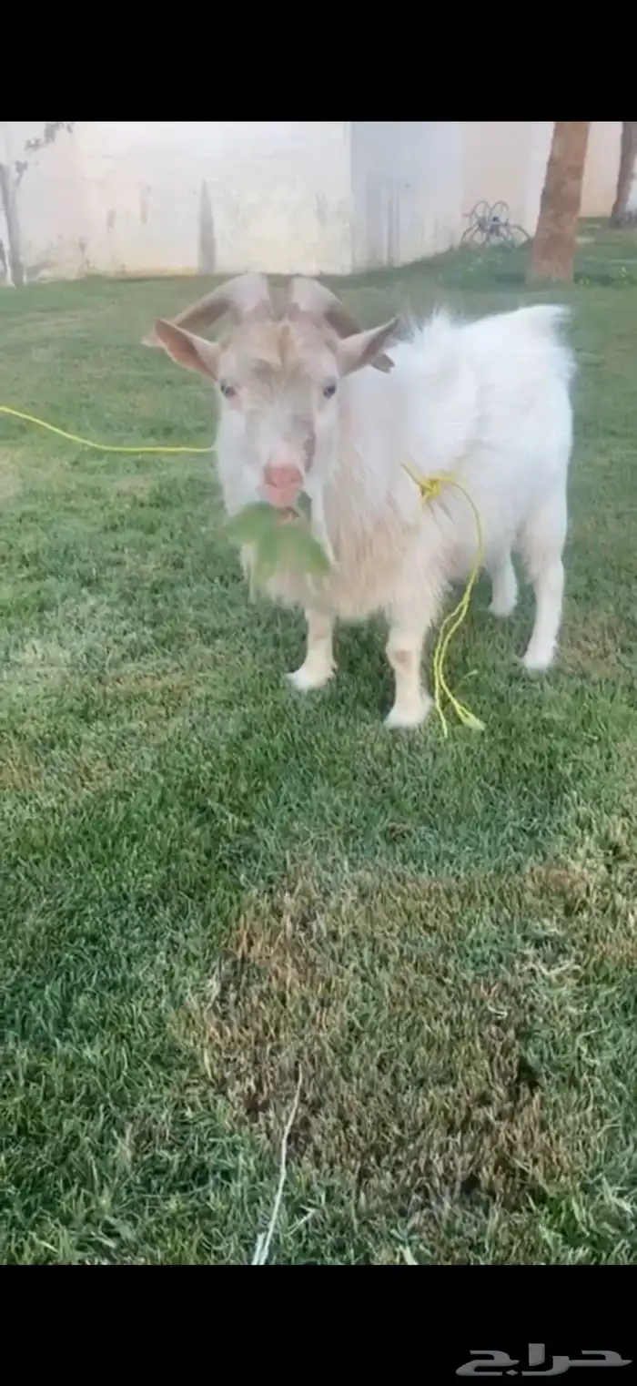 فحل قزم ابيض للبيع 0