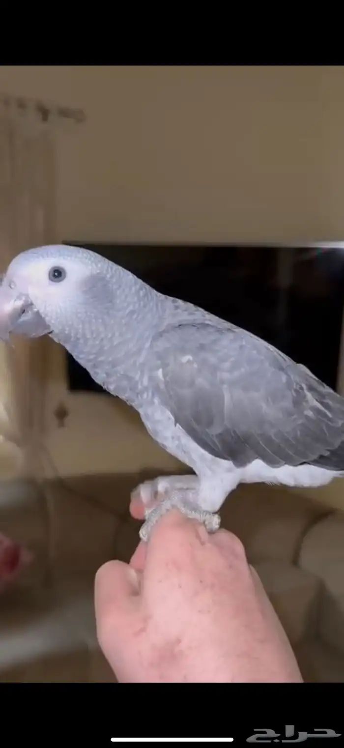 ببغاء كاسكو غيني 2