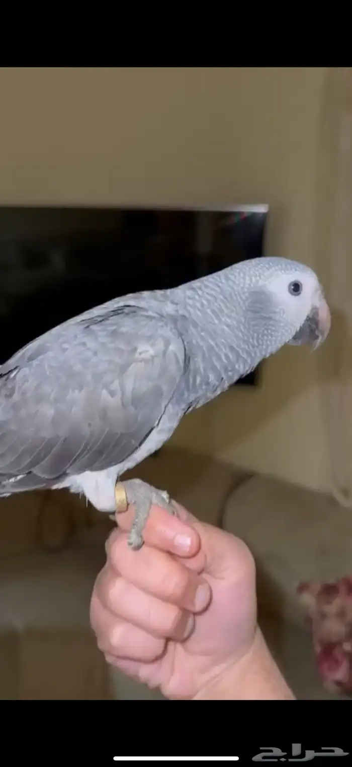 ببغاء كاسكو غيني 3