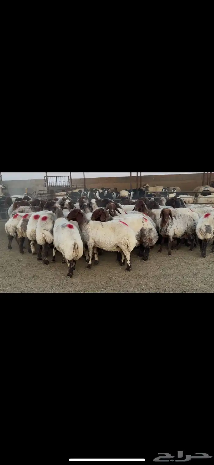 غنم نعيم دفيع وصنف 1