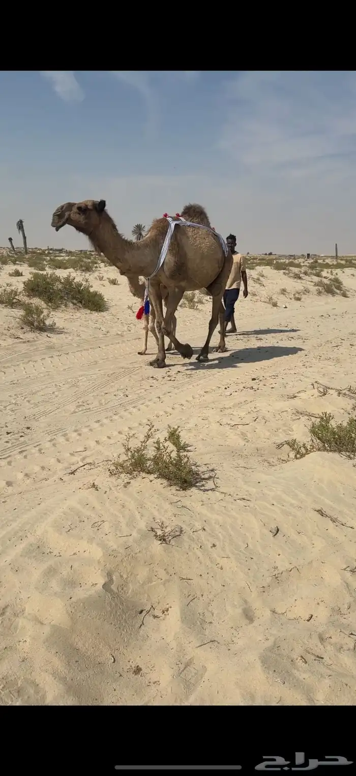 خلفة طيبه هداوة وحليب 1