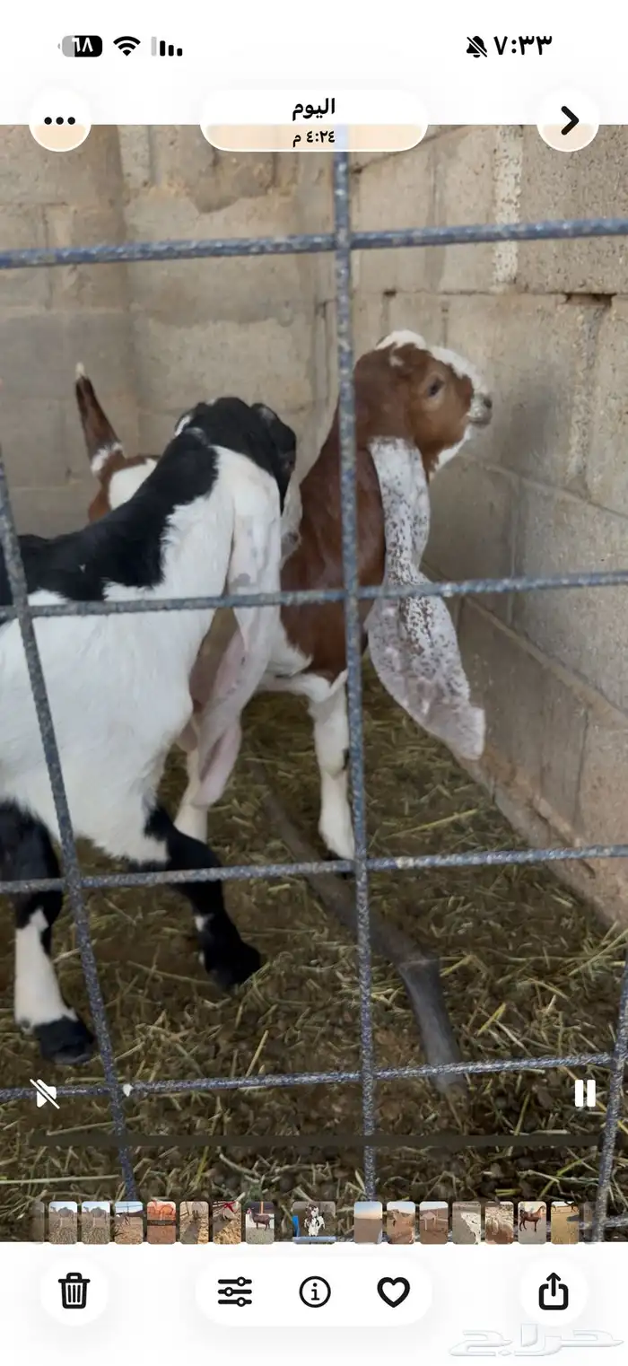 دواغير تيوس مطورات 1