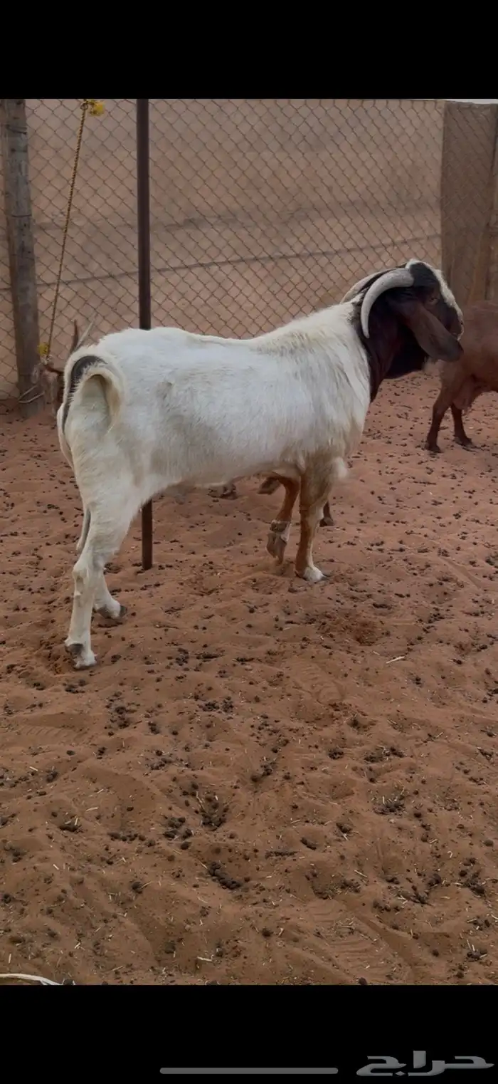 تيس هجين بورقوت 1