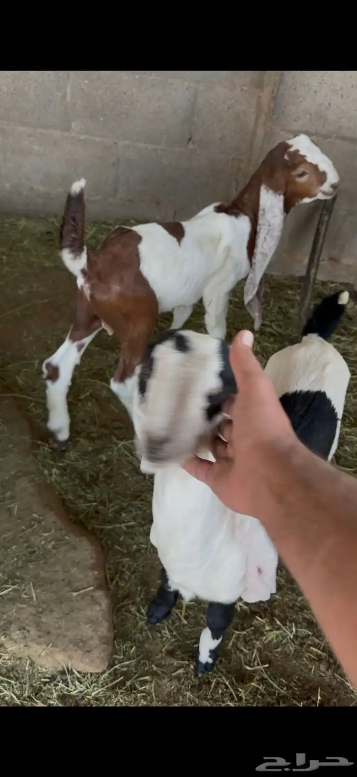 دواغير تيوس مطورات 3