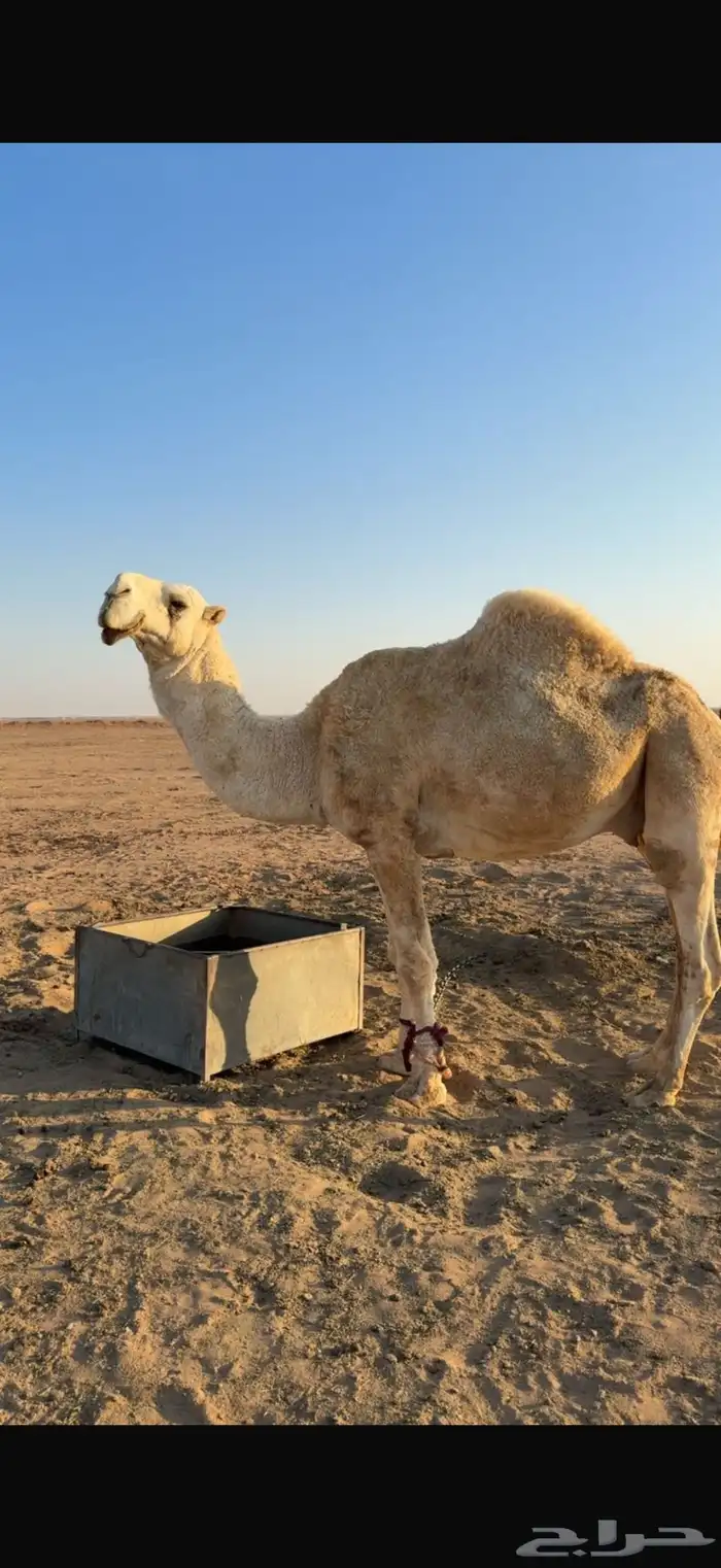 بعير فحل كحيلاني 0