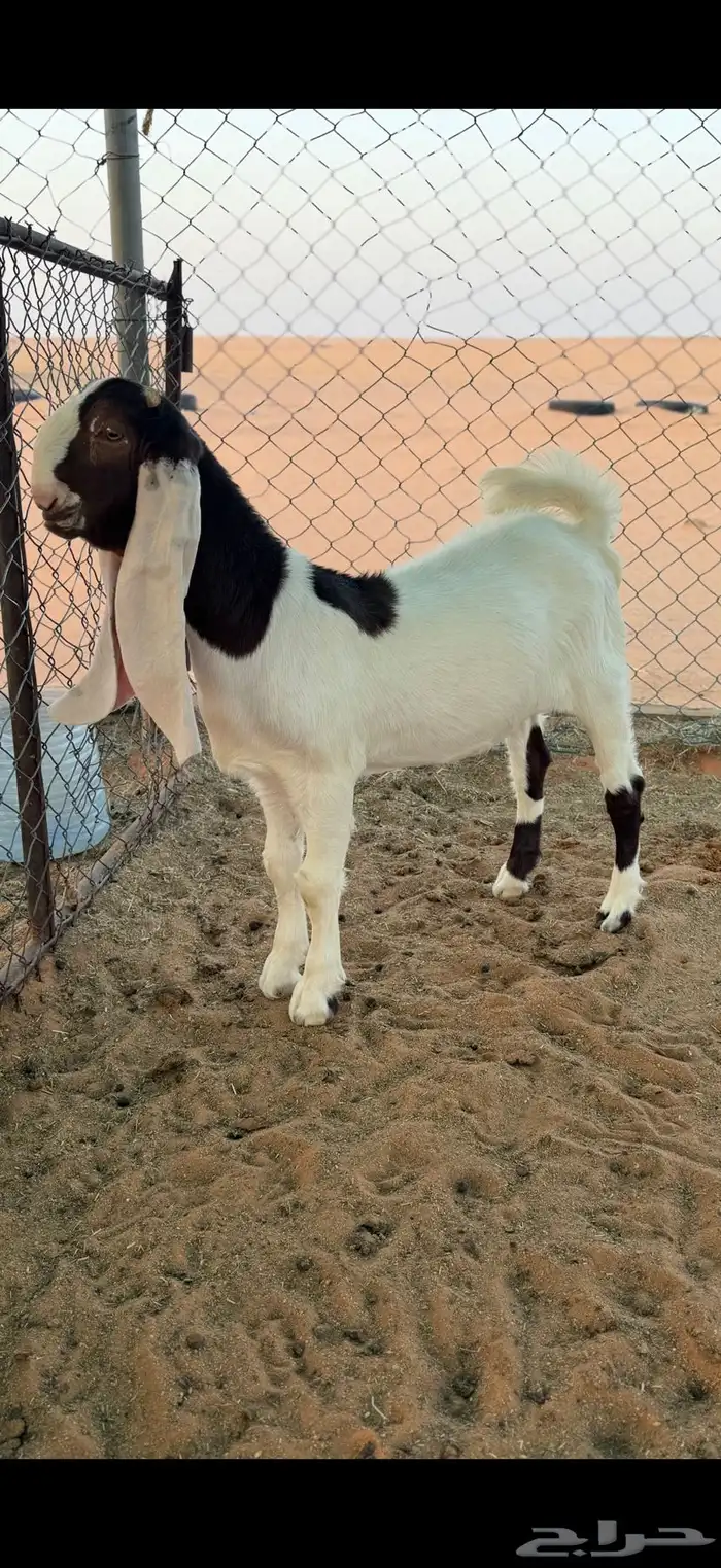 عنز مطوره حاصب 3