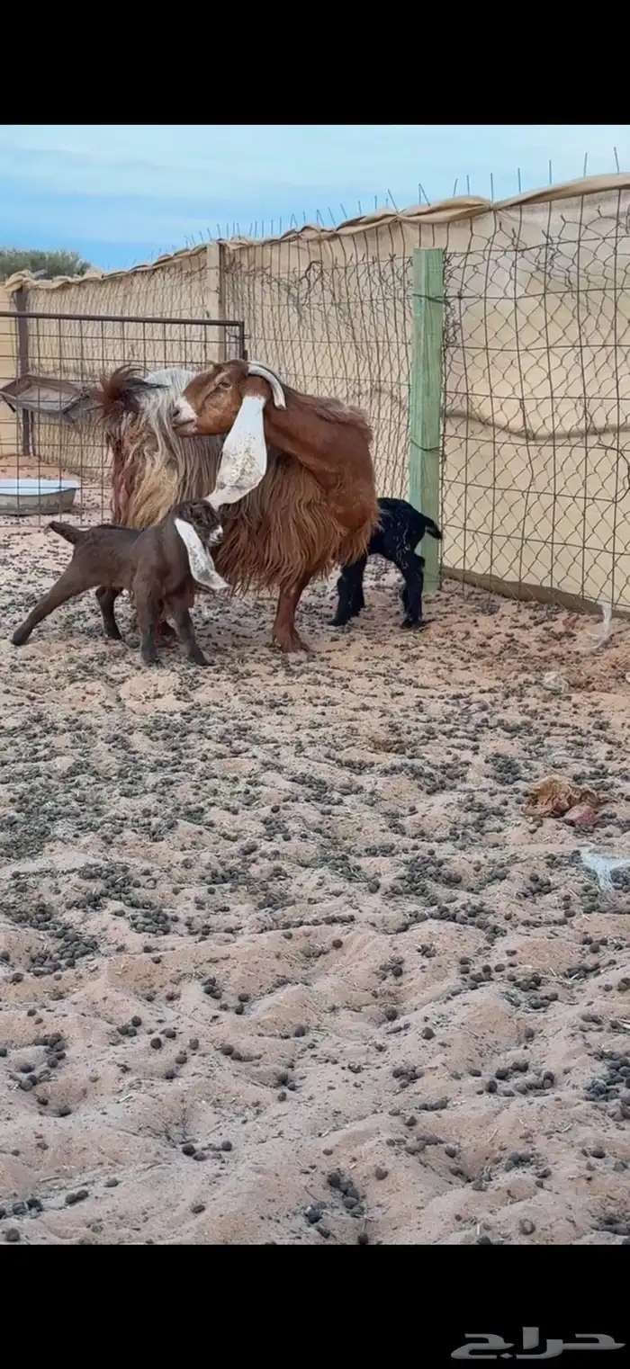 عنز والد بتوم (تم البيع) 2