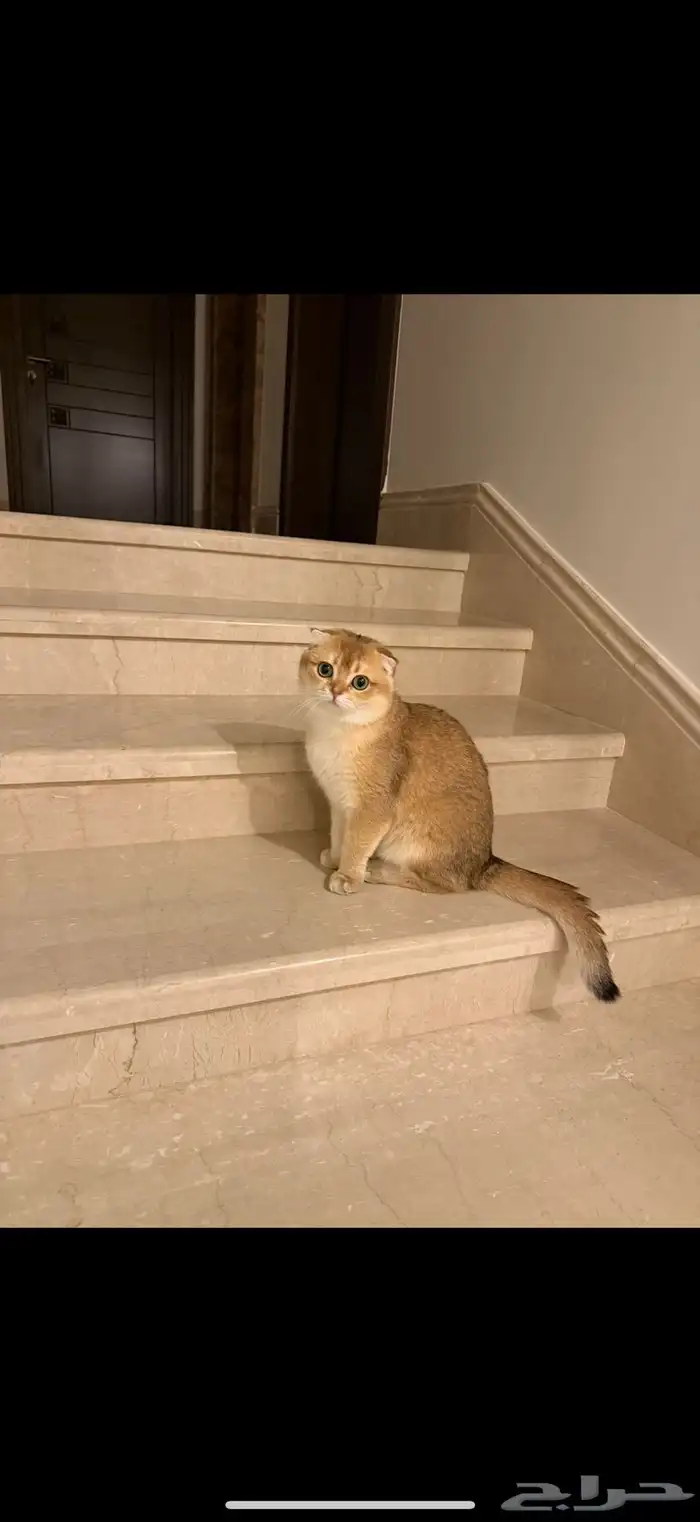 قطط سكوتش فولد انثى وذكر 1